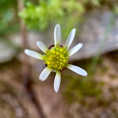 Brachyscome lineariloba