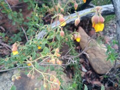 Hermannia multiflora