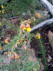 Hermannia multiflora