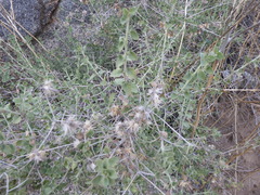 Brickellia desertorum