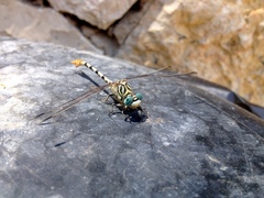 Onychogomphus lefebvrii