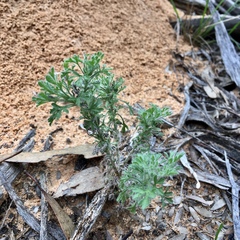 Vittadinia dissecta hirta