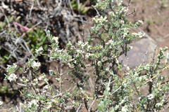 Eriocephalus spinescens