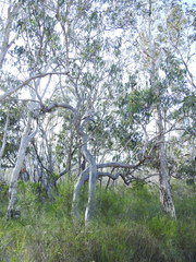 Eucalyptus bancroftii