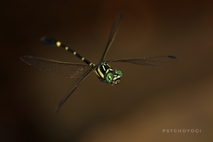 Onychogomphus louissiriusi