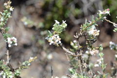 Eriocephalus spinescens