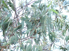 Eucalyptus bancroftii