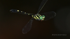Onychogomphus louissiriusi