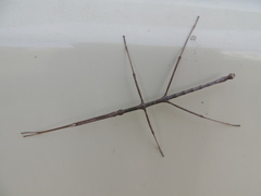 Phalces tuberculatus