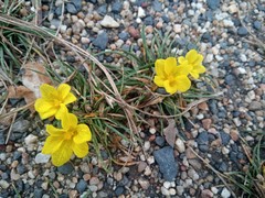 Moraea fugacissima