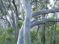 Eucalyptus bancroftii