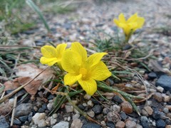 Moraea fugacissima