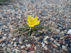 Moraea fugacissima