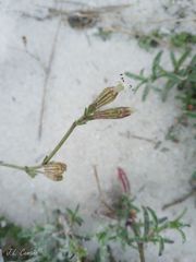 Silene nicaeensis