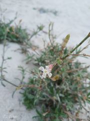 Silene nicaeensis