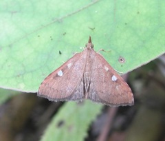 Udea marmarina