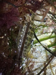 Hypsoblennius gilberti