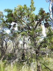 Banksia aemula