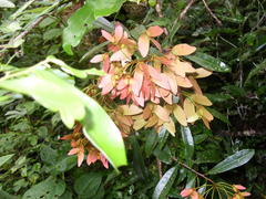 Acridocarpus natalitius natalitius