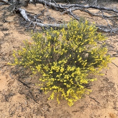 Acacia rigens