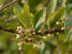 Vincetoxicum indicum