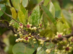 Vincetoxicum indicum