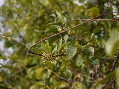 Vincetoxicum indicum