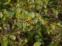 Vincetoxicum indicum