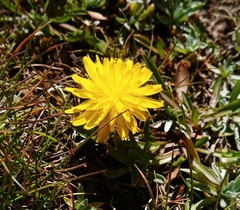 Scorzoneroides pyrenaica