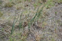 Drimia basutica