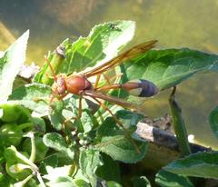 Belonogaster lateritia