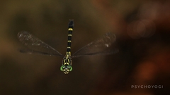 Onychogomphus louissiriusi