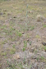 Drimia basutica