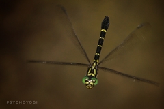 Onychogomphus louissiriusi