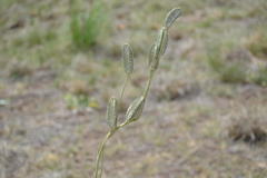 Drimia basutica