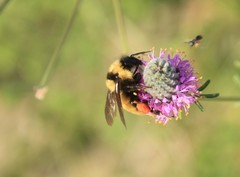 Bombus fervidus