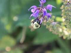 Bombus impatiens