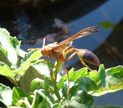 Belonogaster lateritia