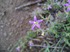 Wahlenbergia namaquana