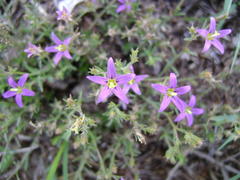 Wahlenbergia namaquana