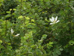 Bauhinia bowkeri