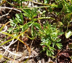 Selinum pyrenaeum