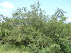 Bauhinia bowkeri