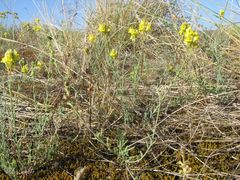 Linaria polygalifolia