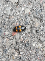 Glischrochilus grandis