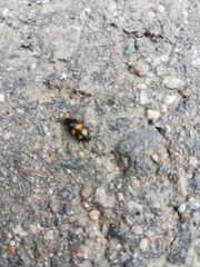 Glischrochilus grandis