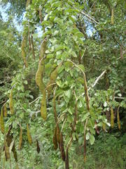 Bauhinia bowkeri