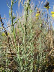Linaria polygalifolia