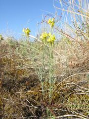 Linaria polygalifolia