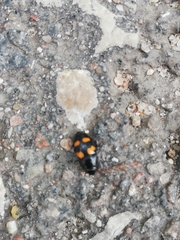 Glischrochilus grandis